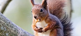 Ein Eichhörnchen sitzt auf einem Ast und frisst eine Nuss.